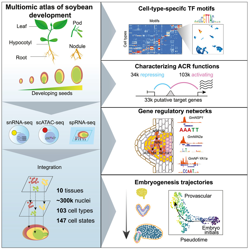 Graphical abstract of the soybean multi-omic atlas study