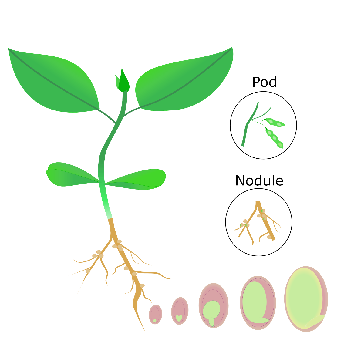 Soybean plant, pod, nodule, and seed development illustration